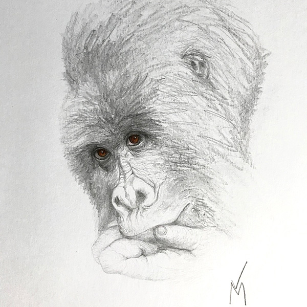 magnin-dessins