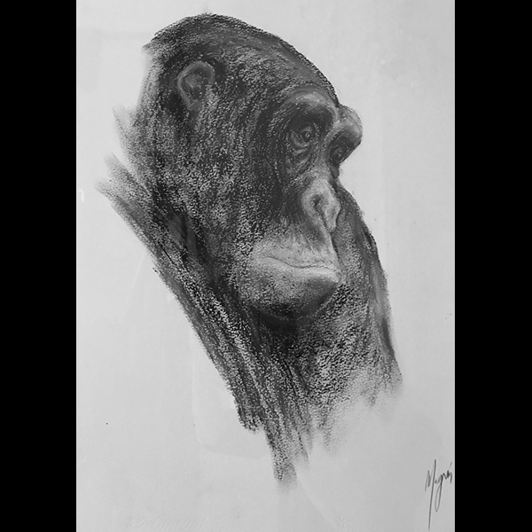 magnin-dessins