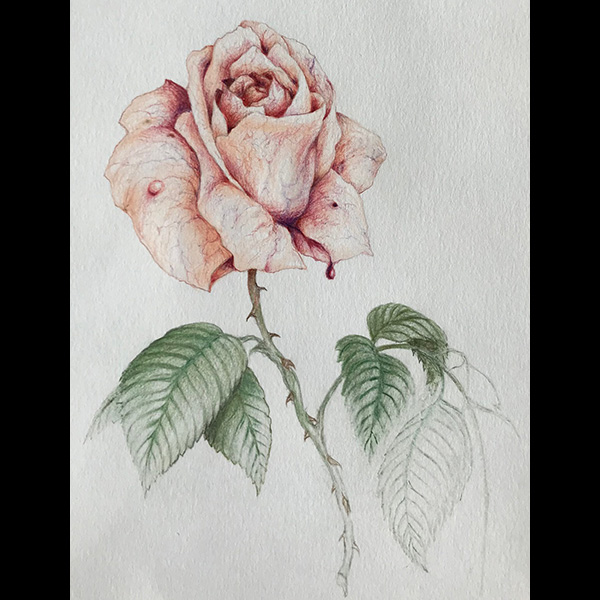 magnin-dessins